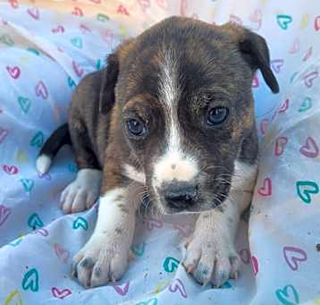 Photo of Xolo Puppy Ten