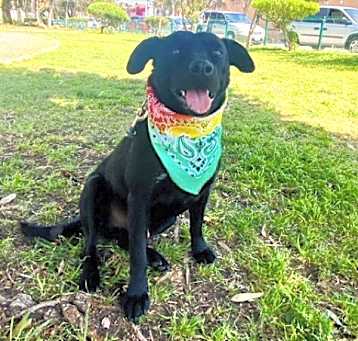 Photo of Romeo