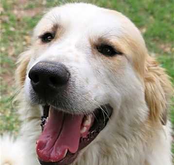 Photo of Carson