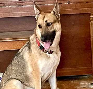 Photo of Zara 6278