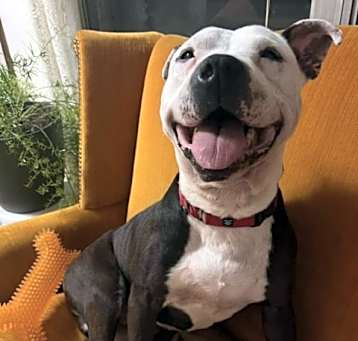 Photo of Koa the Gentle Giant