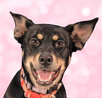 Photo of Rita - Adopt Me!