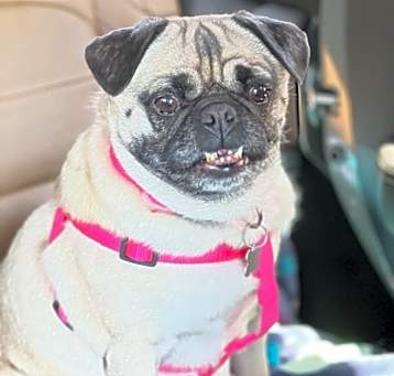Photo of Lola