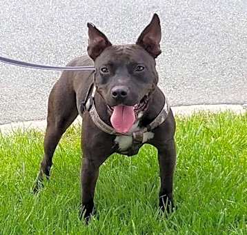 Photo of Rebel