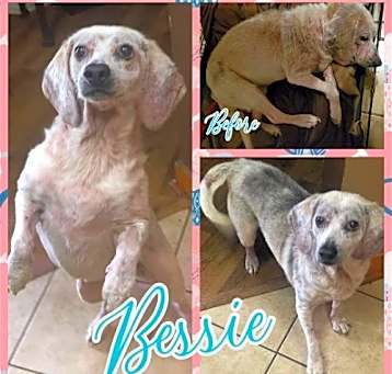 Photo of Bessie