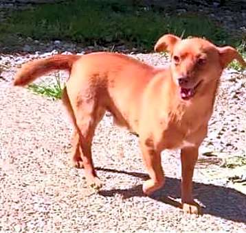 Photo of Archie