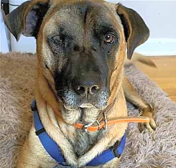 Photo of Scooter