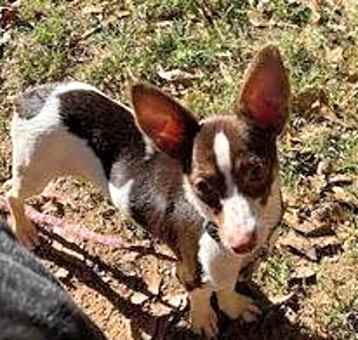 Photo of Bolt
