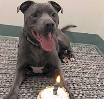 Photo of Ash (Rehoming Fee $50.00)