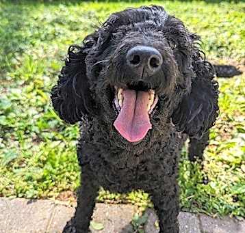 Photo of Atticus