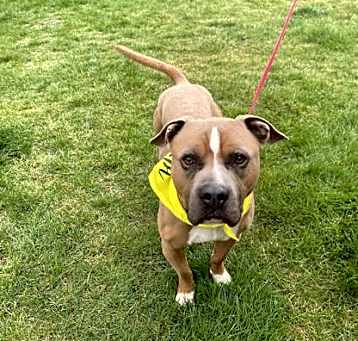 Photo of Brownie