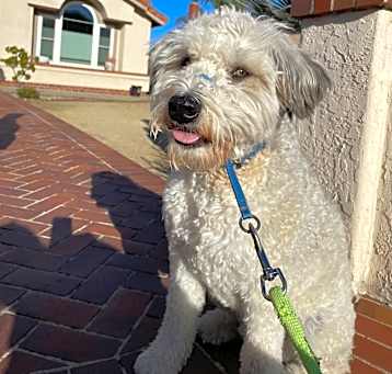 Photo of Ozzie
