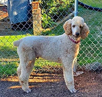 Photo of Bentley