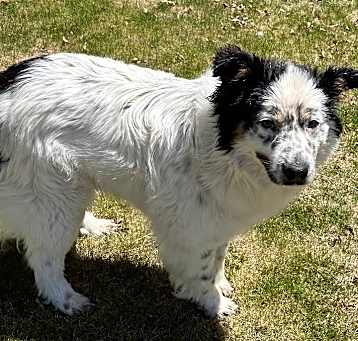 Photo of Ruger