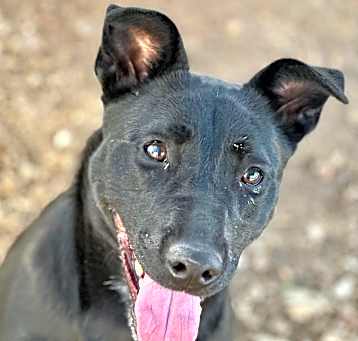 Photo of Darcy