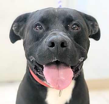 Photo of Buddy