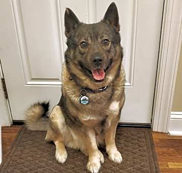 Photo of Bosco
