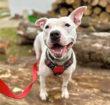 Photo of Sugar
