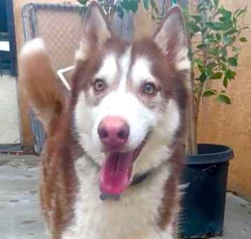 Photo of Handsome Hachi