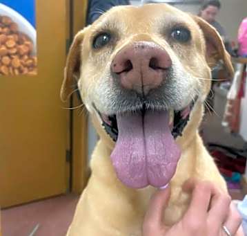 Photo of Daisy