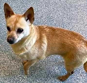 Photo of Taffy