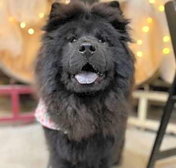 Photo of Nellie