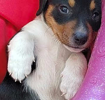 Photo of Biscuit