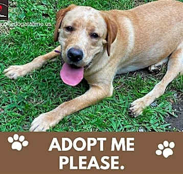 Photo of Banjo
