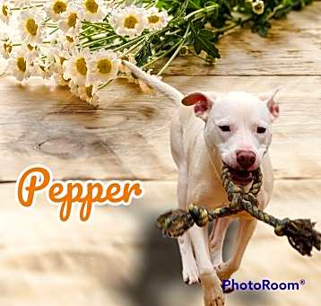 Photo of Pepper