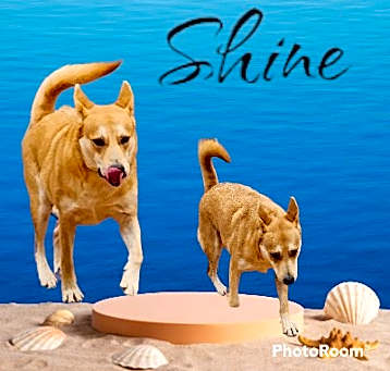 Photo of Shine