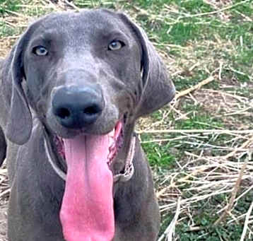 Photo of Kimber