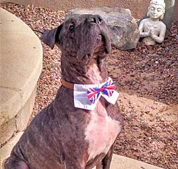 Photo of CHAMPION