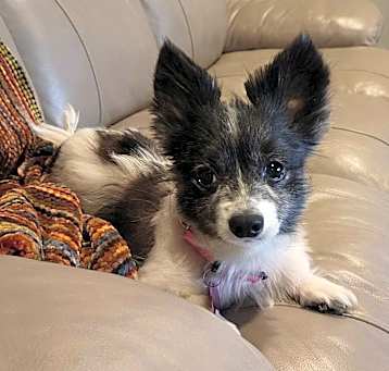 Photo of Bentley