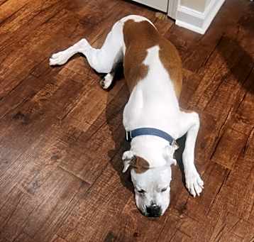 Photo of Bandit