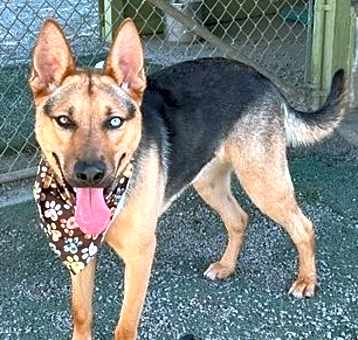 Photo of Lyle D5145 (Riley)