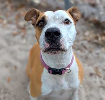 Photo of Maple