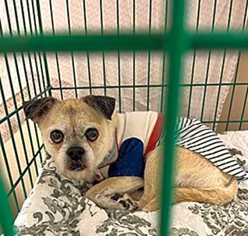 Photo of Pugsley