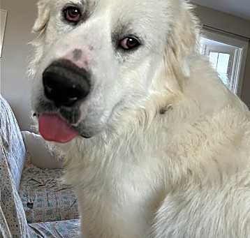 Photo of Romeo