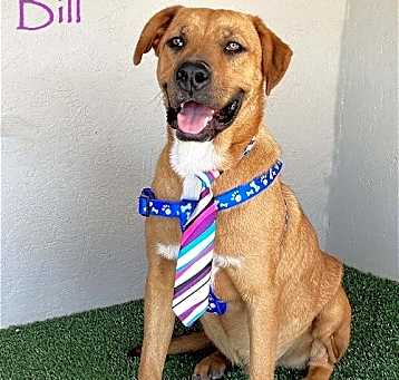 Photo of Bill
