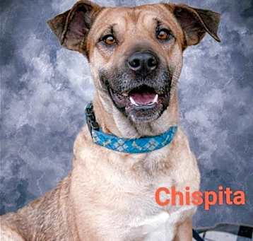 Photo of Chispita