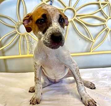 Photo of Dumplin