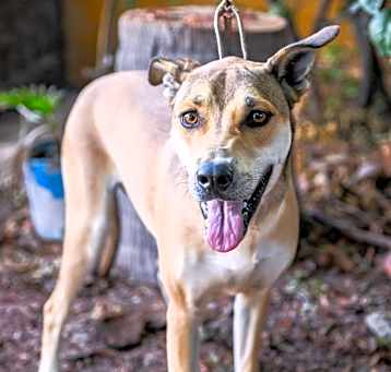 Photo of Pippa