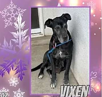 Photo of Vixen