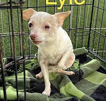 Photo of Lyle