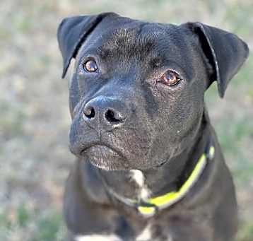 Photo of Diesel Patino