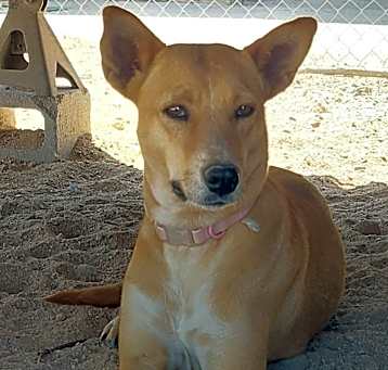 Photo of Cookie