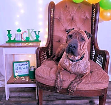 Photo of Angus