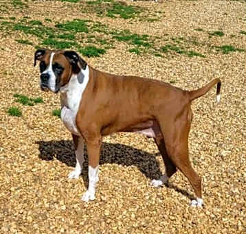 Photo of Bentley