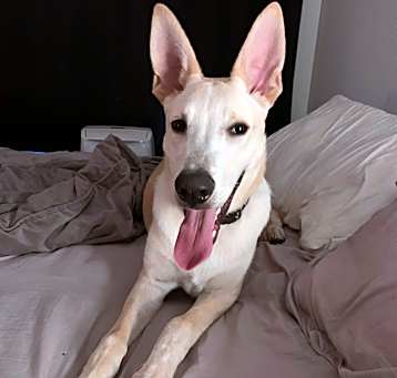 Photo of Rex