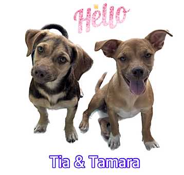 Photo of Tia & Tamara